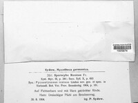 Sorocybe resinae image